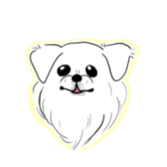 This is Nana, a white pekingese