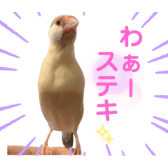 文鳥とオカメインコ２(文字大きめver)