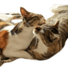 Cats that speak for you