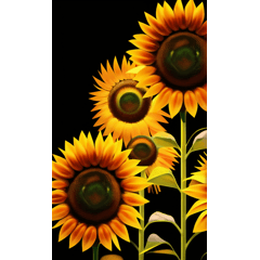 sunflower effect