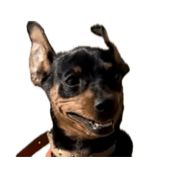Interesting dog LIL