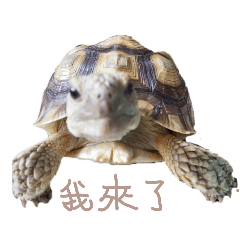 sulcata tortoise_20240819143810