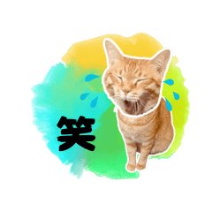 karaage orange cat