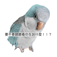 鳥寶實用貼圖