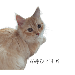 reomon.cat_20240819172159