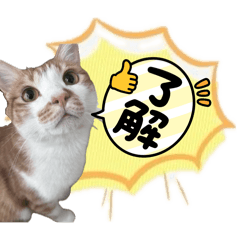 kotamomo_20240819202543