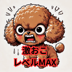 Furious Toy Poodle