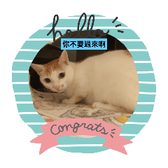 wayne cat