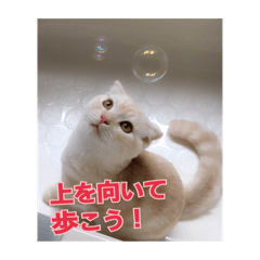 猫みるきぃ♂のスタンプ6