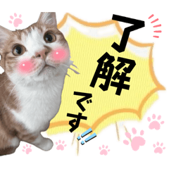 kotamomo_20240820120503