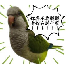 Bird的貼圖