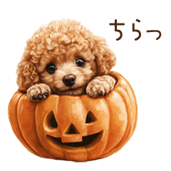 Cute Puppy Toy Poodle | Autumn