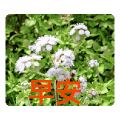 月蘭動圖12