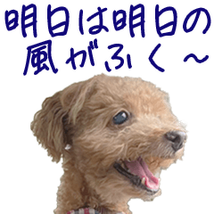 Cheerful quotes [encouraging] Toy poodle