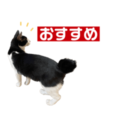 ねこに癒される本日