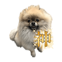 syu_pomeranian