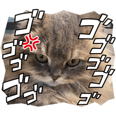 chinoko_20240821132611