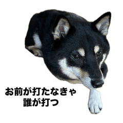 Mozuku_shibainu_20240821134638