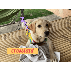 crossiant the lab!