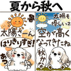 [Big] Shih Tzu (summer to autumn)