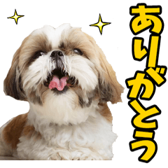 リアル☆シーズー