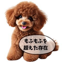 Fluffy Toy Poodle's Surreal Everyday