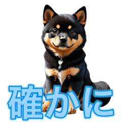 Daily Life of Cute Black Dog, Shiba