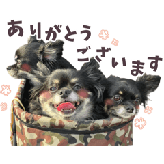 3Black Chiwawa