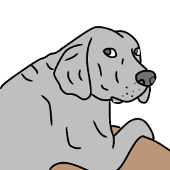 Weimaraner  funny sticker