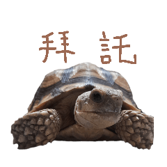 sulcata tortoise_20240822133100