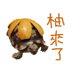 sulcata tortoise_20240822132343