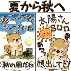 【Big】柴犬・茶色い犬『夏から秋へ』