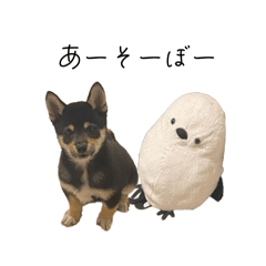 Shiba_Ren