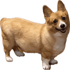 CORGIMIMIMIFUN-2