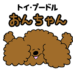 Toy Poodle Onchan