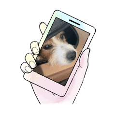 jack Russell bebe7