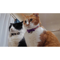 polygon_20240822205309