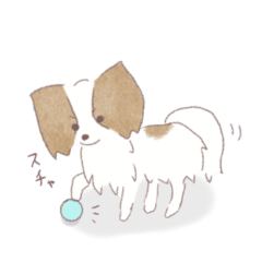 Dog Papillon White & brown 2