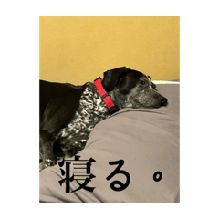 kokoko_20240822212838