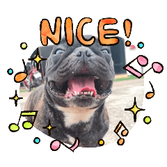 French Bulldog_20240823152137