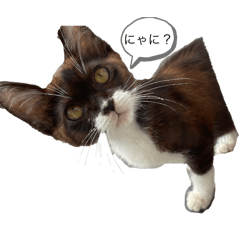 kinaco_nya_