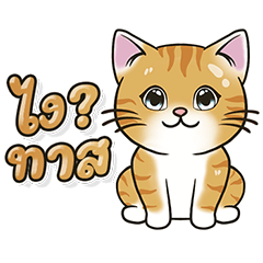 Orange Cats cute