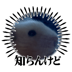 hayashiya_20240824202908