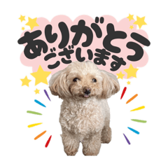 Toy poodle Kuu chan