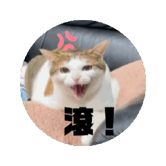 脾氣很差的陳小妹