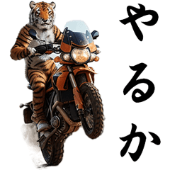 Real Tiger Rider