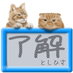 Toshihisa's real fluffy cat