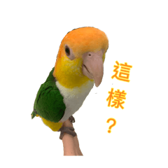 客服鸚鵡上線中