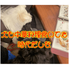 saito gohan_20240824161926