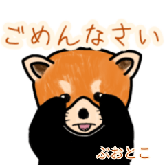 Buotoko's lesser panda